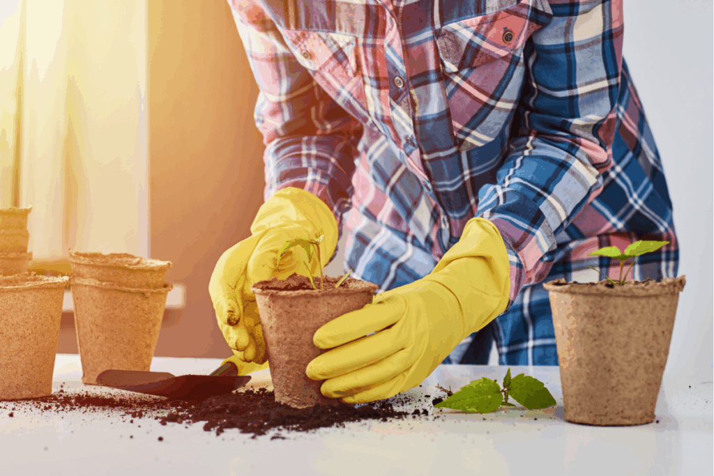 Planting plants in pots